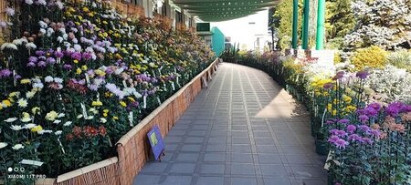 【産業支援課】世界最大の古典菊花壇2023.jpgのサムネイル画像