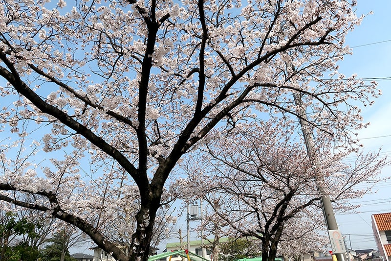郷中公園の桜写真
