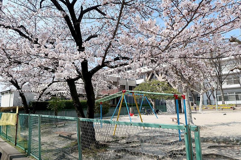 郷中公園の桜写真