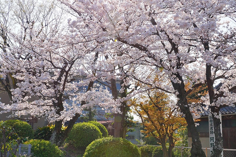阿野一里塚の桜写真