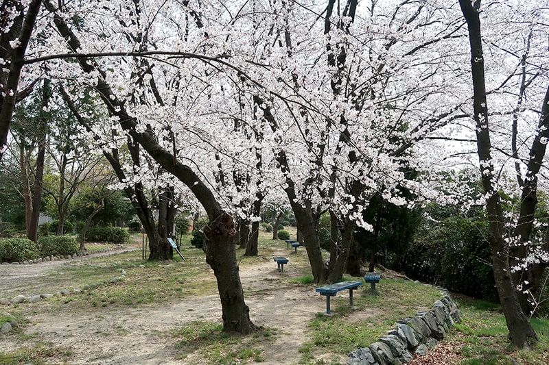 荒巻水辺公園の桜写真