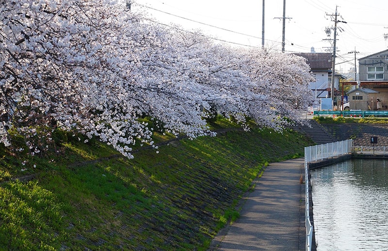 琵琶ヶ池の桜写真