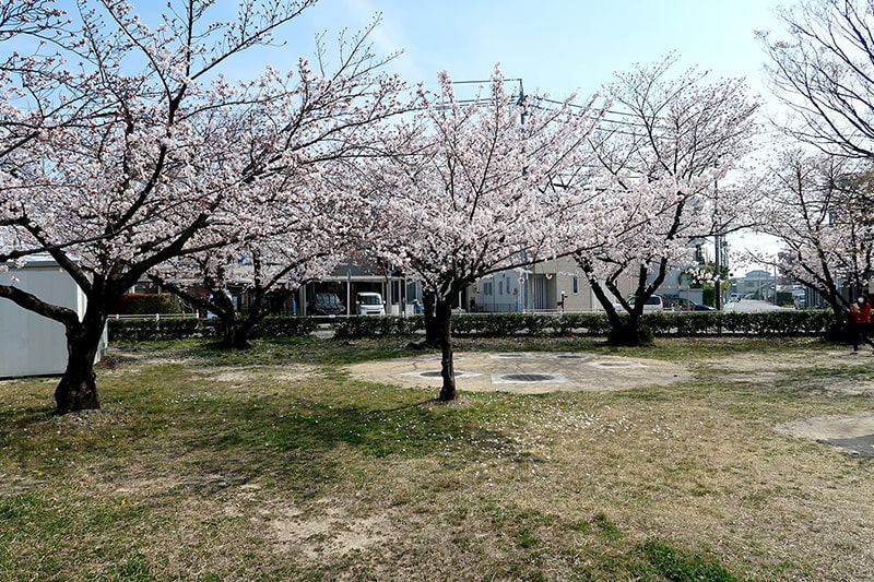 中央公園の桜写真