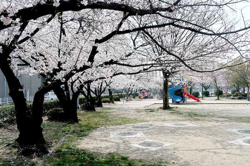 中央公園の桜写真