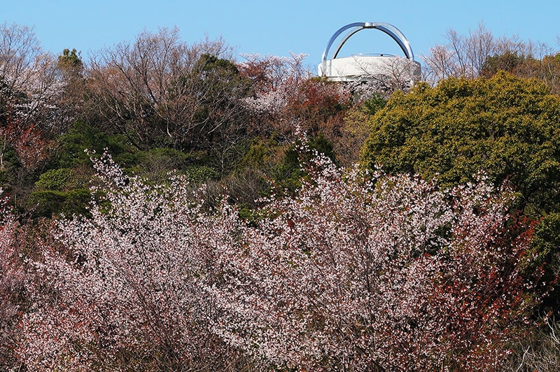 二村山の桜写真