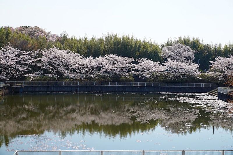 地蔵池の桜写真