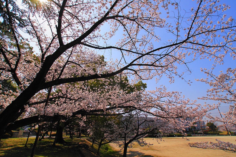 唐竹公園の桜写真
