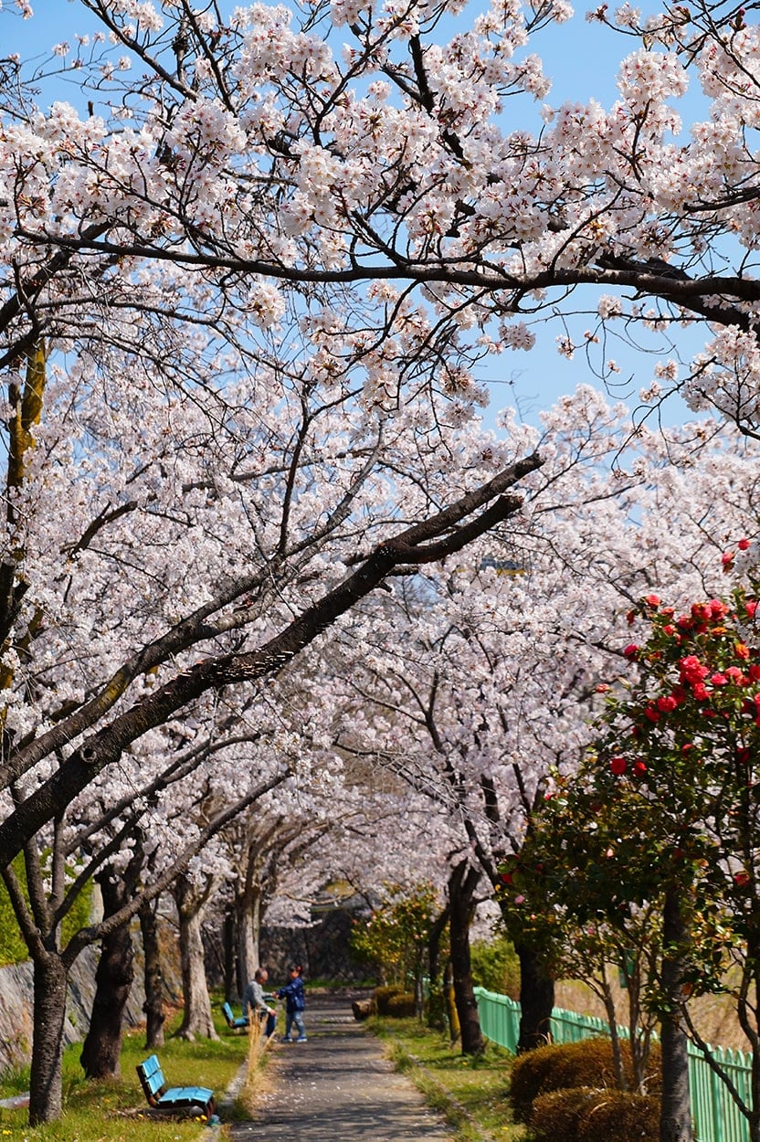 唐竹公園の桜写真