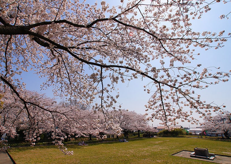 沓掛城址公園の桜写真