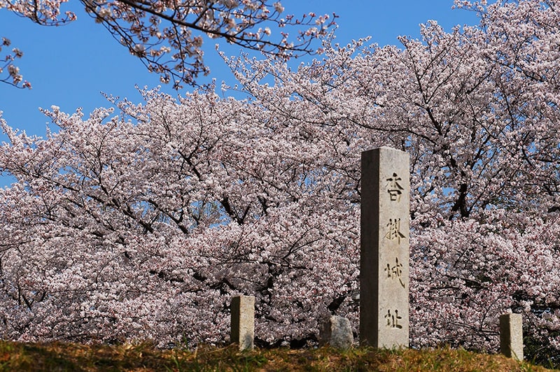 沓掛城址公園の桜写真