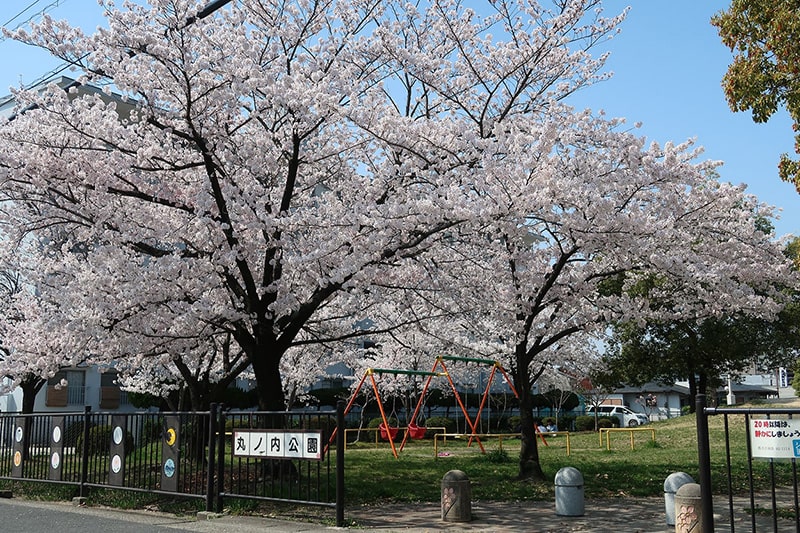 丸ノ内公園の桜写真