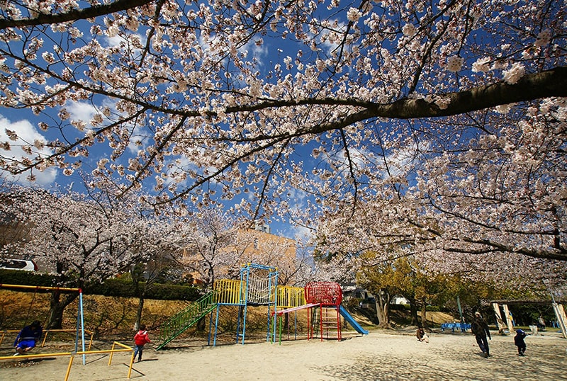 三崎水辺公園の桜写真