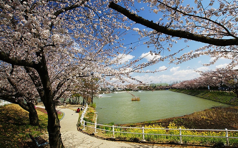 三崎水辺公園の桜写真
