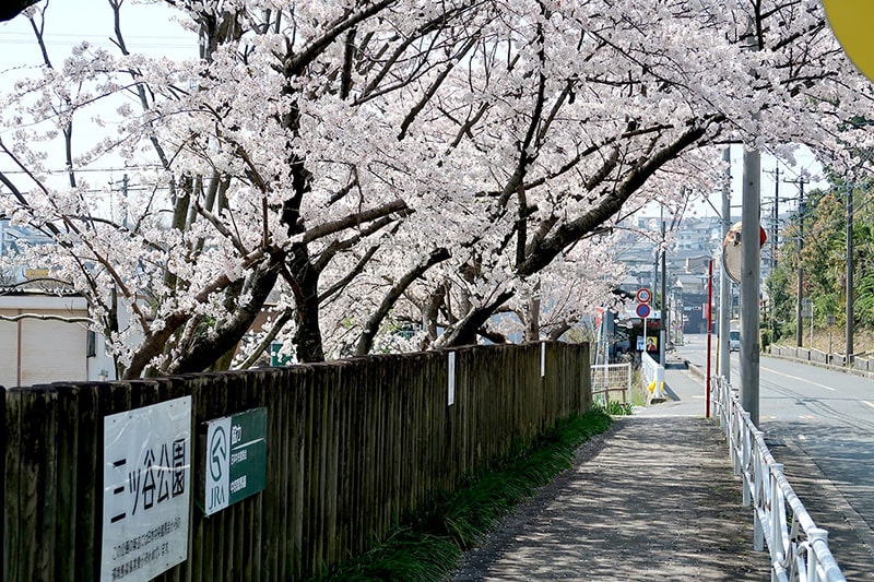 三ツ谷公園の桜写真