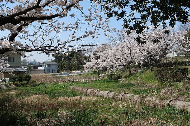三ツ谷公園の桜写真