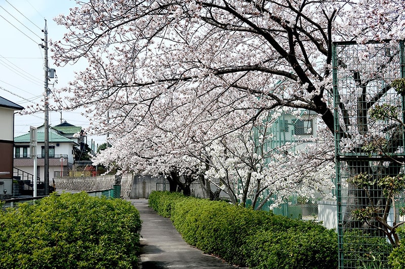 西川公園の桜写真