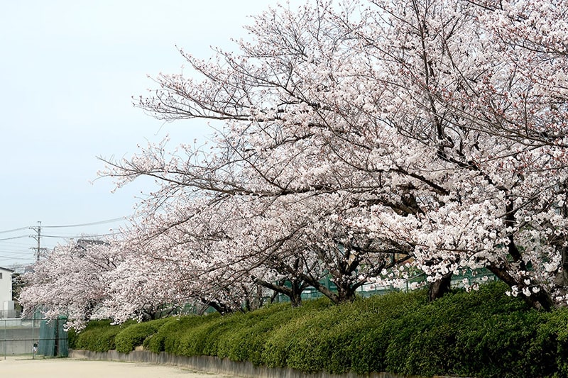 西川公園の桜写真