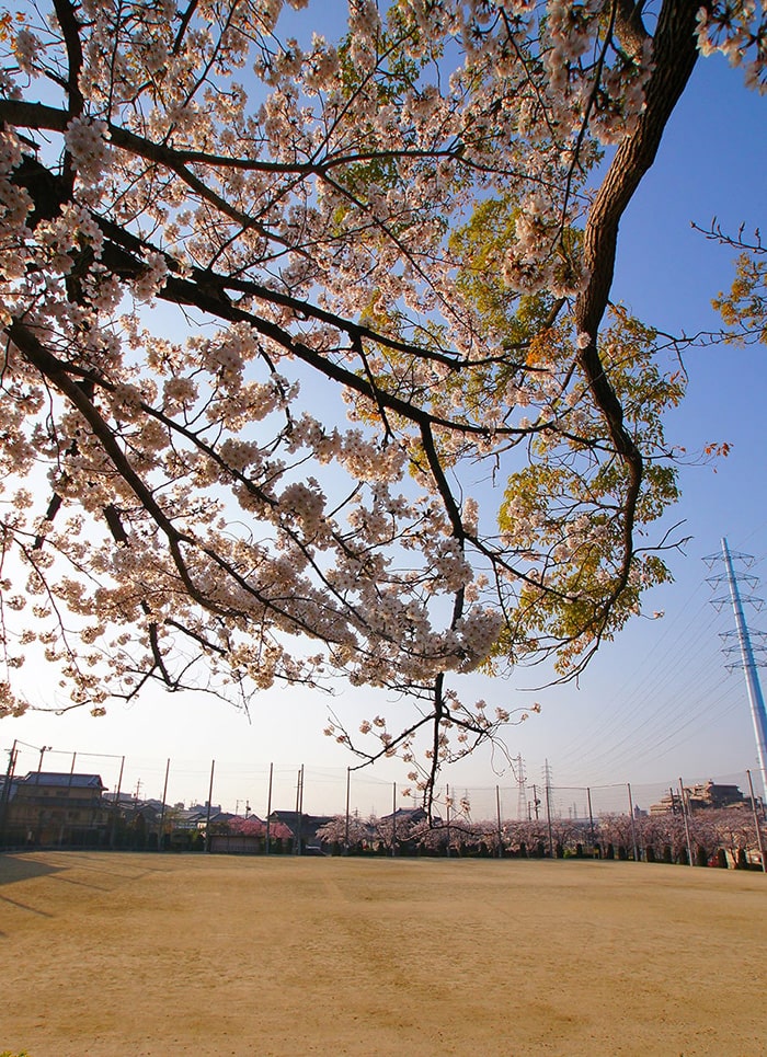 落合公園の桜写真