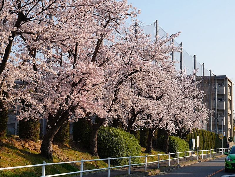 落合公園の桜写真