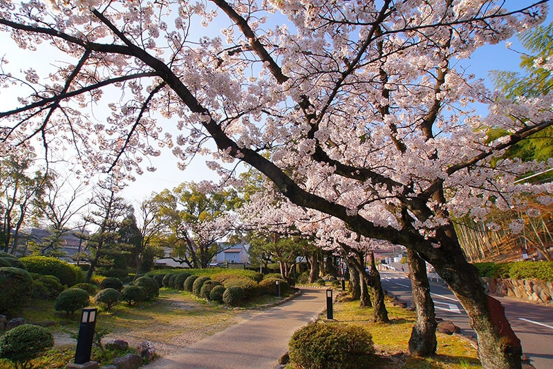 桶狭間古戦場伝説地の桜写真