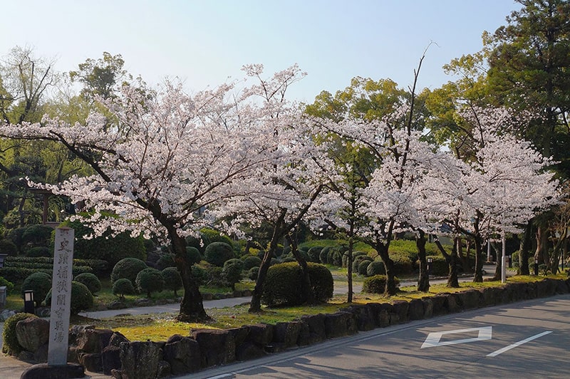 桶狭間古戦場伝説地の桜写真