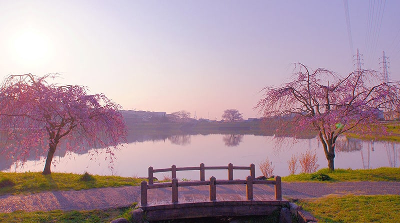 大蔵池公園の桜写真