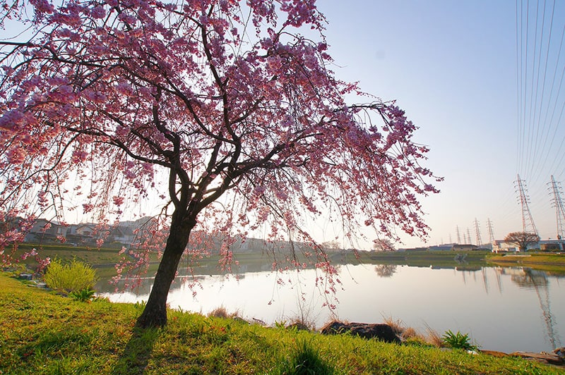 大蔵池公園の桜写真