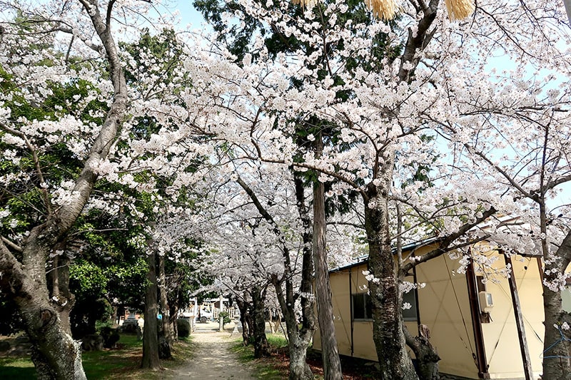 大久伝八幡社の桜写真