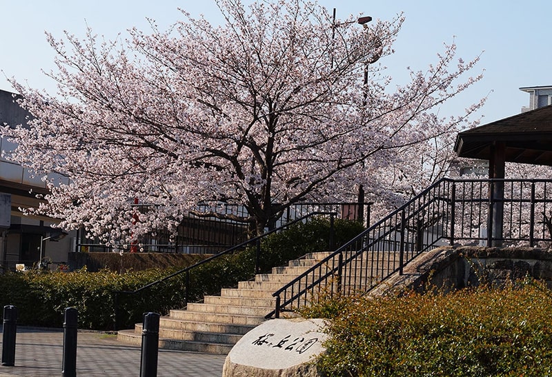 桜ヶ丘公園の桜写真