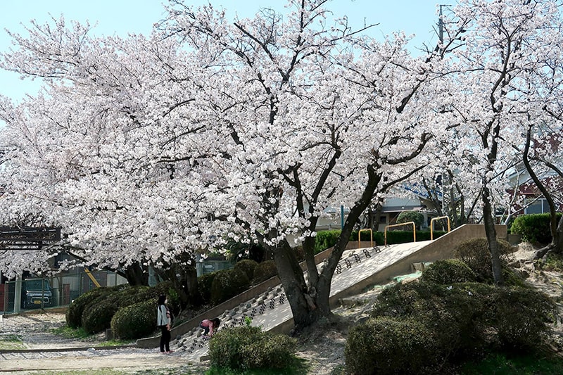 高鴨公園の桜写真