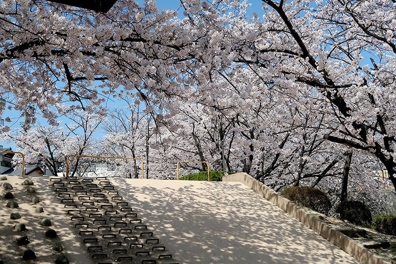 高鴨公園の桜写真