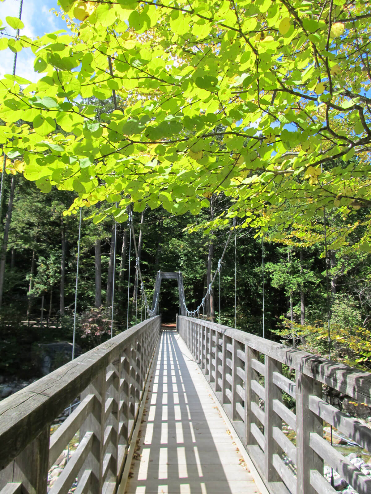 赤沢自然休養林　吊り橋